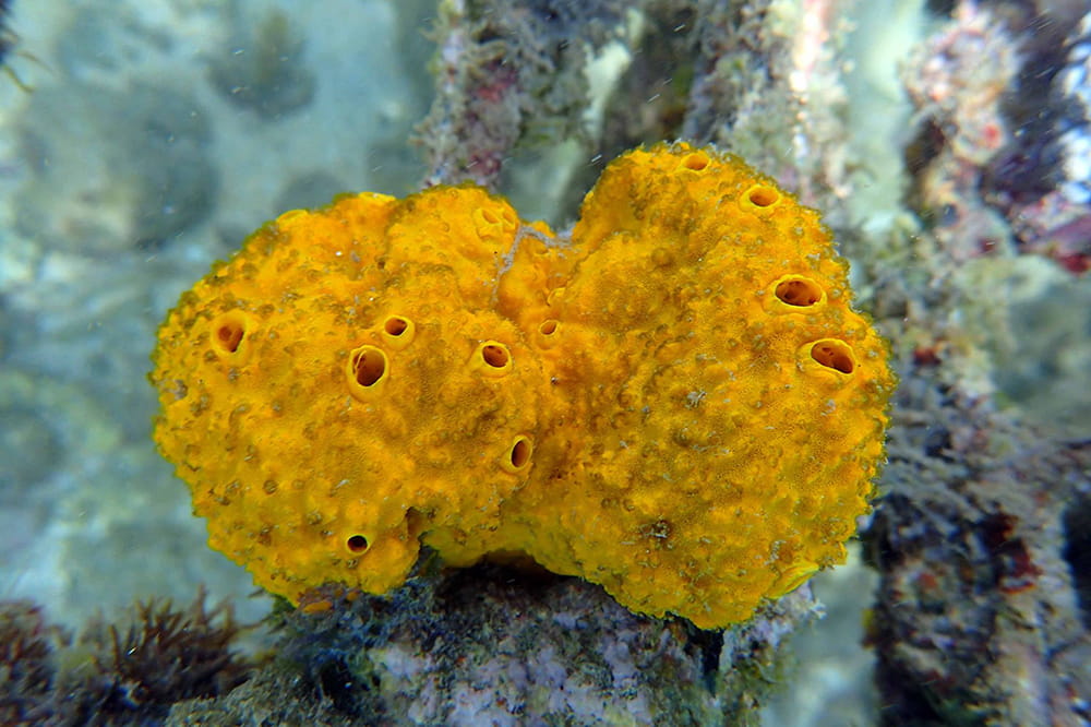 Surprising Benefits of Using Natural Sea Sponges