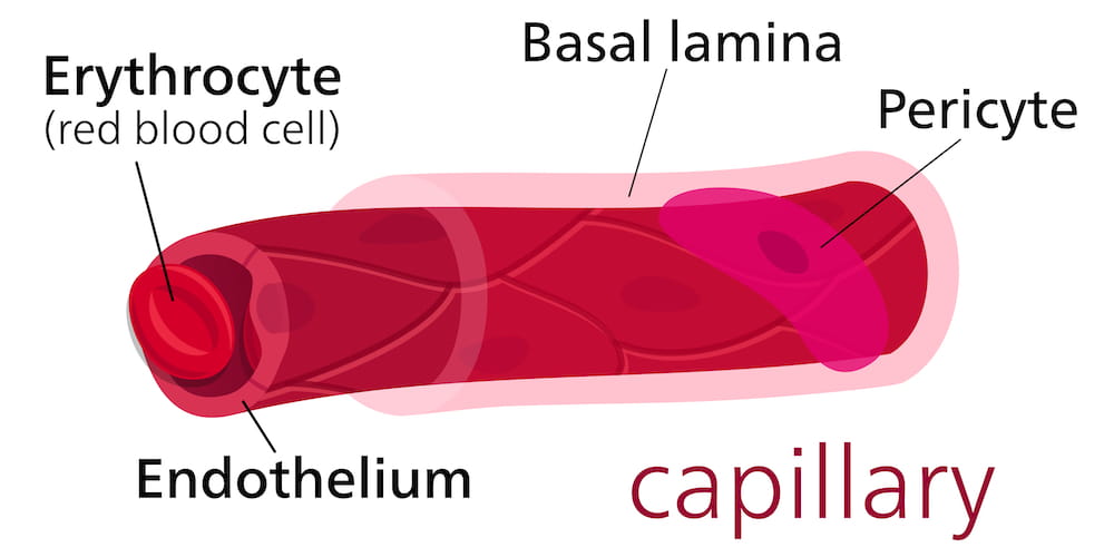 Diagram of a capillary. By Kelvinsong - Own work, CC BY-SA 3.0, https://commons.wikimedia.org/w/index.php?curid=25179417