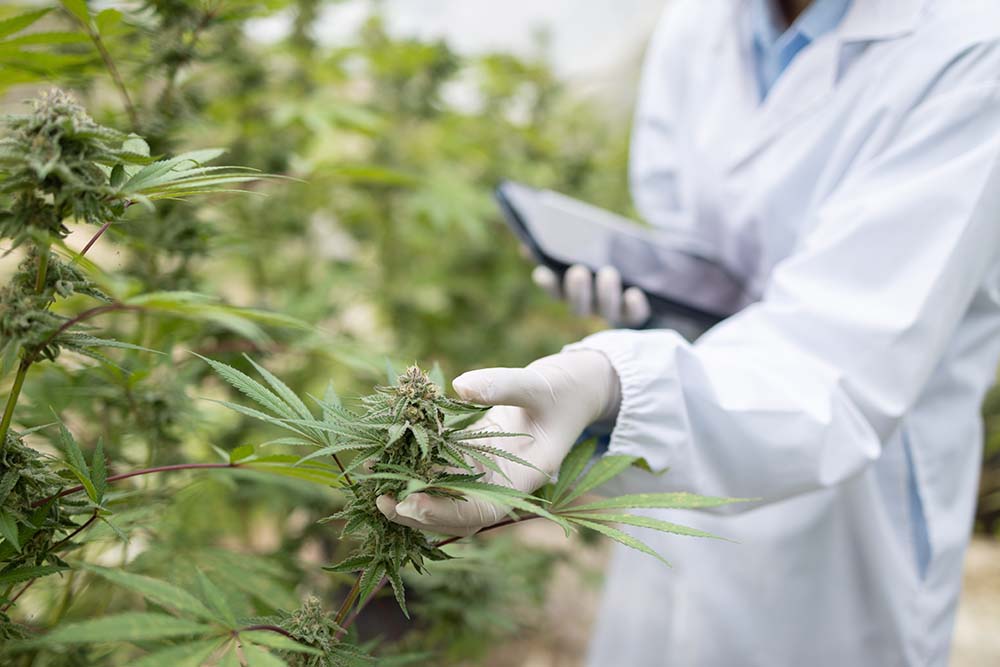 Person in white coat holds a tablet while looking at cannabis plant.