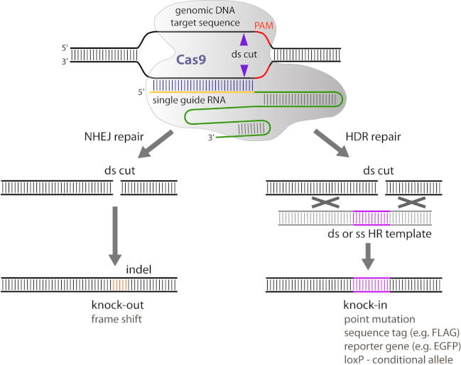 Genomic DNA Target Sequence