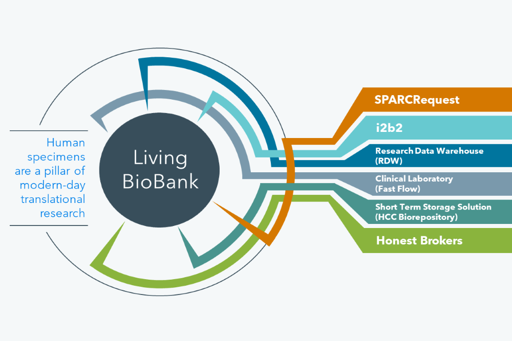 The Living BioBank has various touchpoints with the existing informatics infrastructure, including SPARCRequest, i2b2, the Research Data Warehouse, Short Term Storage Solution in the HCC Biorepository, and consultation with Honest Brokers. 
