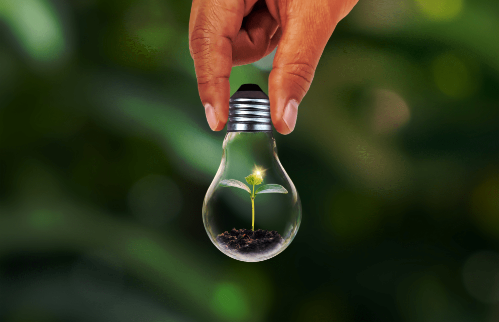 Hand holding a light bulb with a small plant growing inside of it by Dorin Tamas's Images. Source: Canva Pro